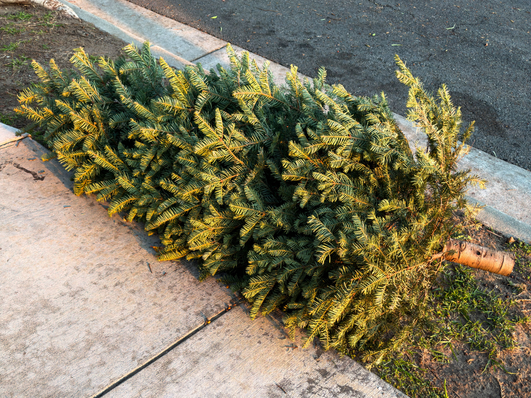 A discarded Christmas tree left at a curb