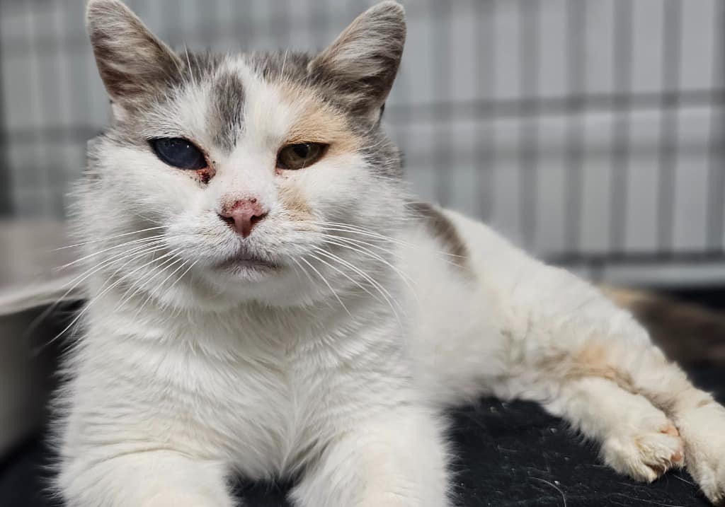 Photo of a cat at the Huntington County Humane Society